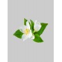 Jasmine Flower / Yasemin Çiçeği
