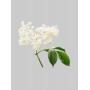 Elderflower / Mürver Çiçeği